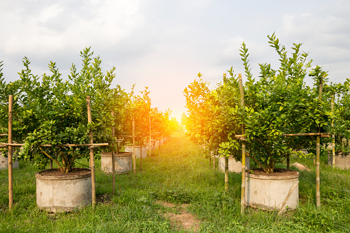 Green lime trees in the farm.