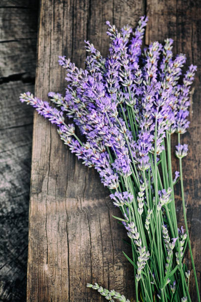 Fresh lavender stock photo