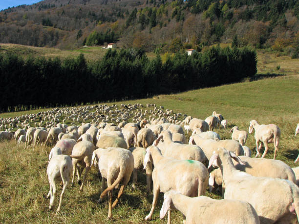 istock flock with many sheep with long white fleece grazing 643883054