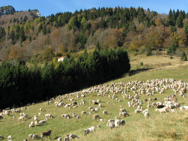 istock flock with many sheep with white fleece grazing 643885136
