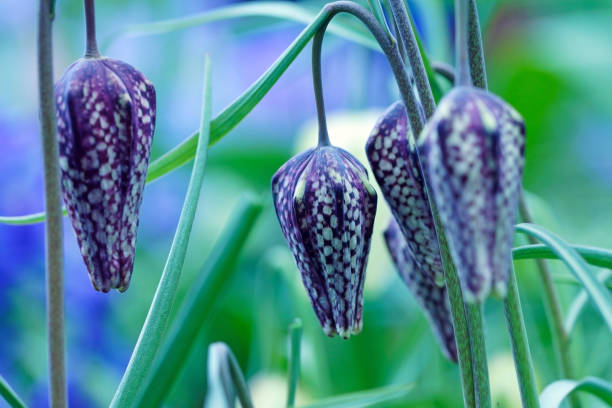 тулья imperial - close up flower high contrast spring стоковые фото и изображения
