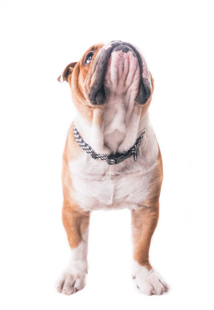 istock English bulldog looking up 643890122