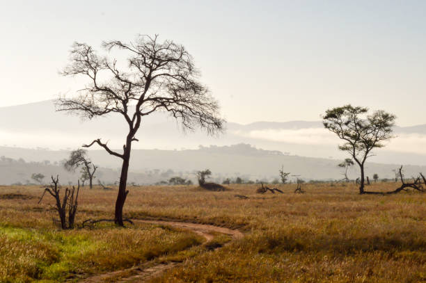 Rise of mist on the savanna and mountains Rise of mist on the savanna and mountains of Tsavo West Park in Kenya afryka stock pictures, royalty-free photos & images