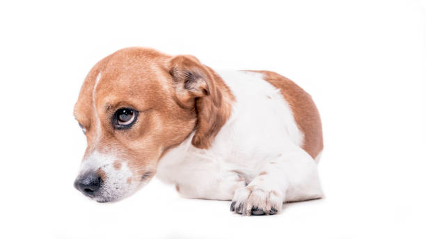 istock Jack russell terrier pup lay down and sad 643898418
