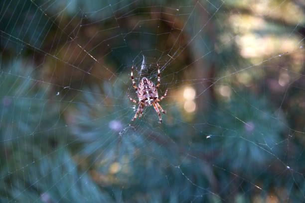 Small cross spider in its web