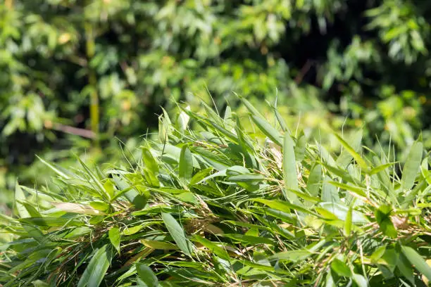 Photo of Bamboo  in sunlight, “Culeu”, Chusquea aff. culeou
