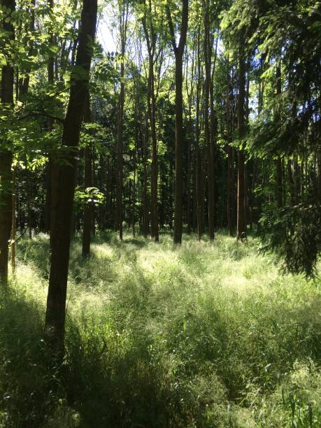 Summer in the wood