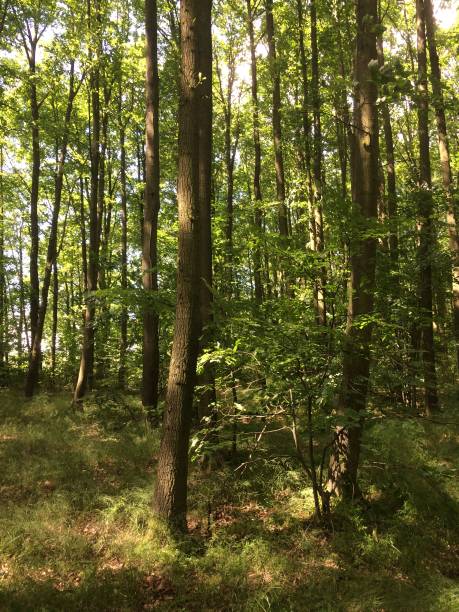istock Summer in the wood 643901566