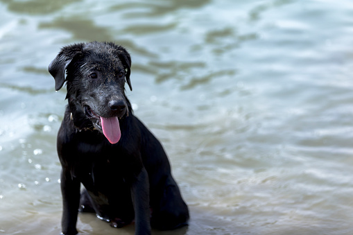 Image of a black Labrador near a lake.