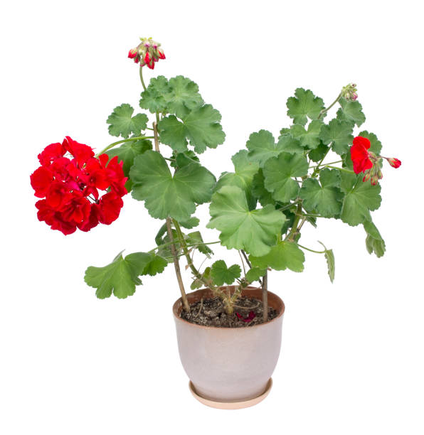 istock Indoor popular red geranium flowers bush grow in ceramic pot. Isolated on white 643902186