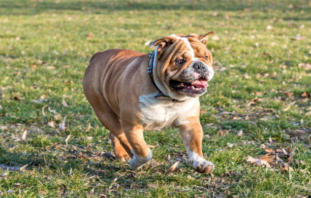istock Cute English bulldog 643905002