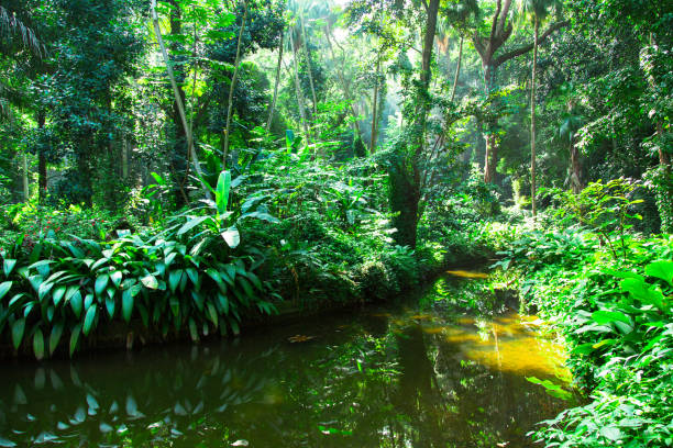istock Jardim Botanico, jungle Trees, Rio de Janeiro, Brazil 643908166