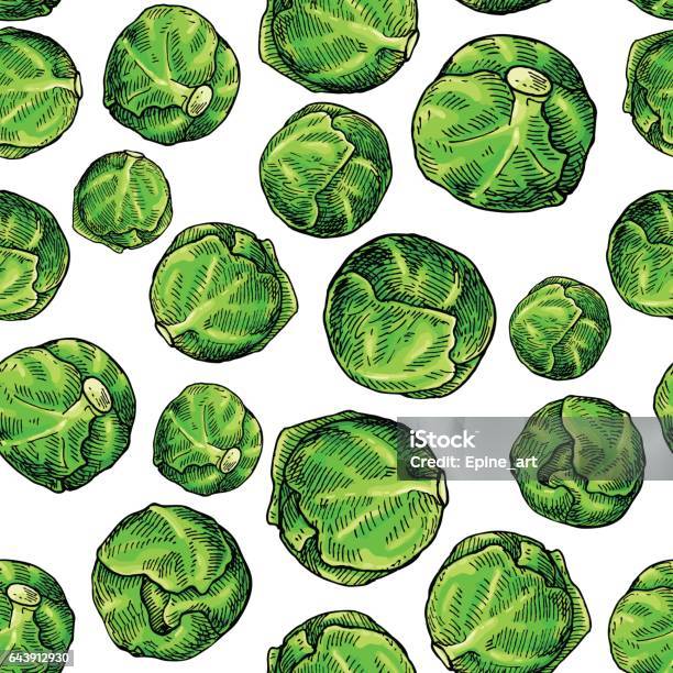 Brussel Sprout Hand Drawn Vector Seamless Pattern Vegetable Artistic Stock Illustration - Download Image Now