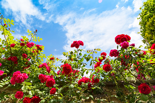 Beautiful rose bush against blue sky with clouds background with copy space