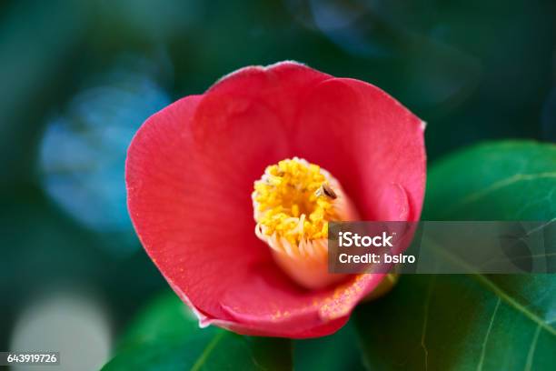 Yabbutsubaki Flower Stock Photo - Download Image Now - Red, Tea Ceremony Room, Bush