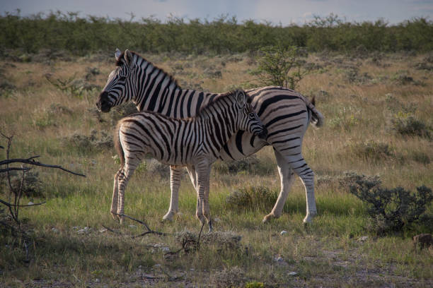 istock Zebras in Etosha, Namibia 643927642