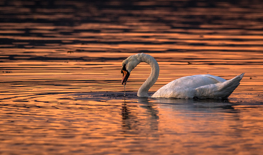 Beautiful swan in the water in evening light at Hamresanden Beach Norway