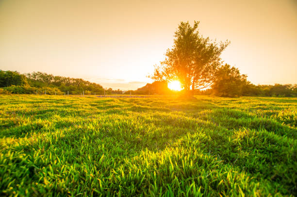 Panoramic view Landscape of a green field with rice at sunset