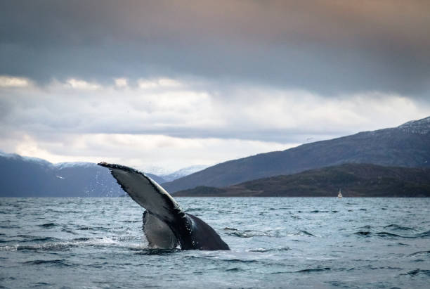 istock Humpback Whale Tail Fluke in the ocean in Tromso Norway 643941832