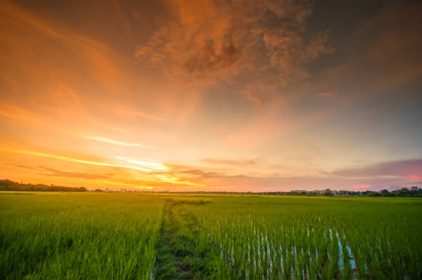Panoramic view nature Landscape of a green field with rice at sunset