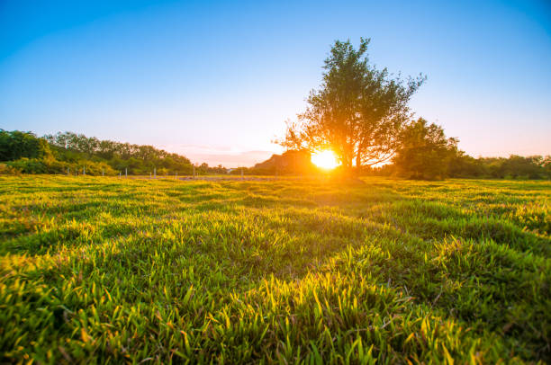 istock Panoramic view nature Landscape of a green field with rice 643942032