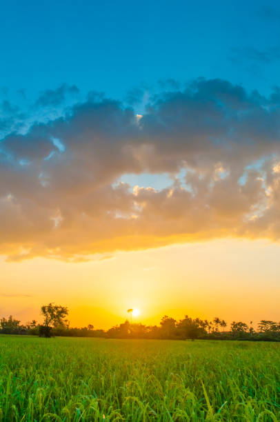 Panoramic view nature Landscape of a green field with rice at sunset