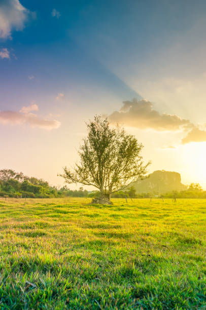 istock Panoramic view nature Landscape of a green field with rice 643942522