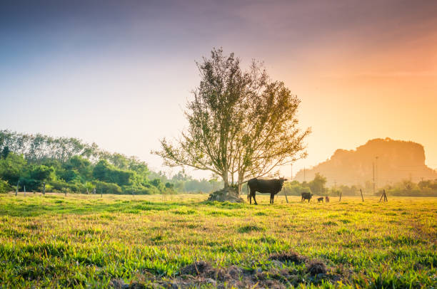 istock Panoramic view nature Landscape of a green field with rice 643942774
