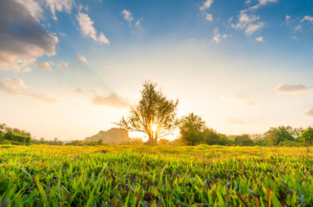 istock Panoramic view nature Landscape of a green field with rice 643942810