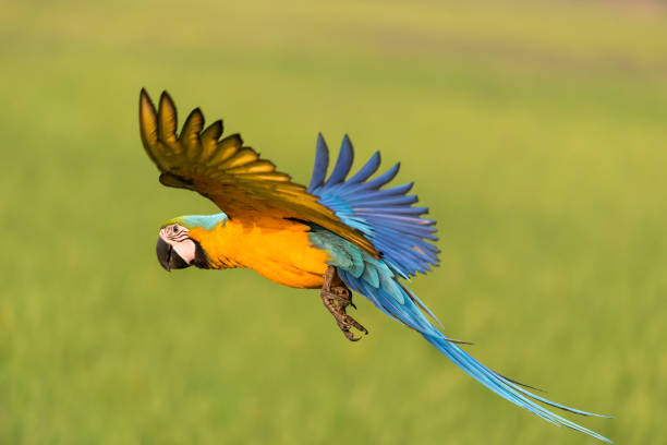 istock colorful bird flying in nature 643943024