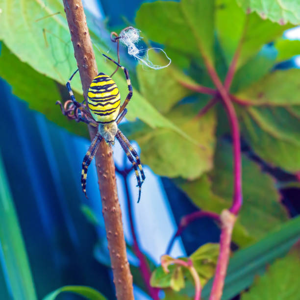istock The yellow striped venomous wasp spider (Argiope bruennichi) 643943338