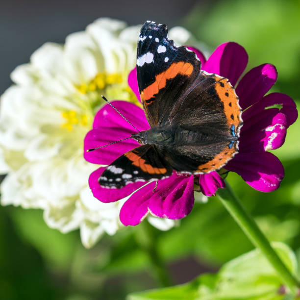 istock Red Admiral (Vanessa atalanta) butterfly on Zinnia elegans flowers 643943342