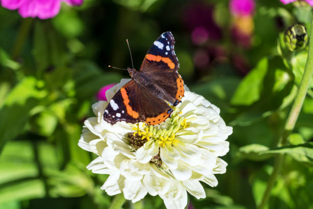 istock Red Admiral (Vanessa atalanta) butterfly on Zinnia elegans flowers 643943346