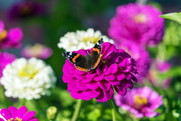 istock Red Admiral (Vanessa atalanta) butterfly on Zinnia elegans flowers 643943368