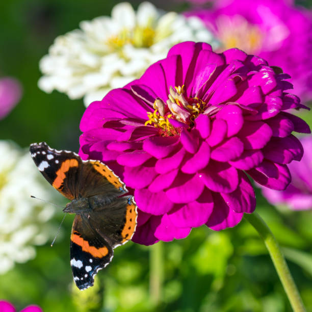 istock Red Admiral (Vanessa atalanta) butterfly on Zinnia elegans flowers 643943376