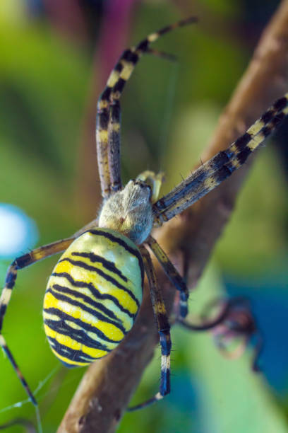 istock The yellow striped venomous wasp spider (Argiope bruennichi) 643943386