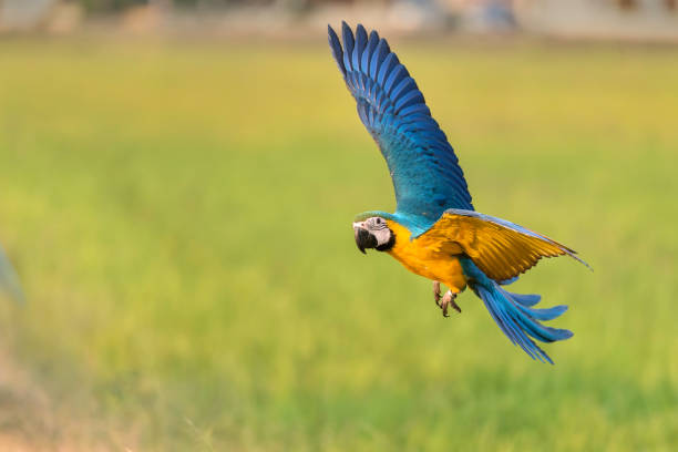 istock big bird flying in nature 643946238