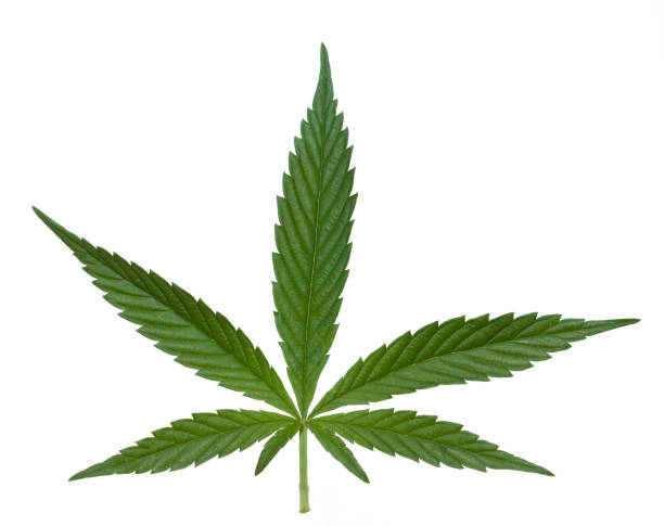 istock hemp; cannabis; indica; sativa 643946924