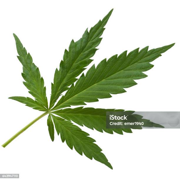 Hemp Cannabis Indica Sativa Stock Photo - Download Image Now - Cannabis - Narcotic, Cut Out, Germany