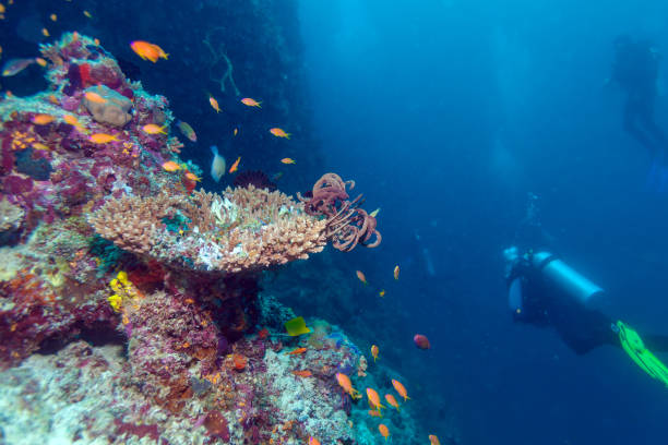 istock Hard corals with sea Lillies, Maldives 643949594