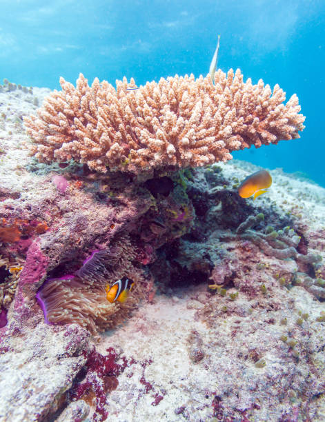 istock Yellowtail Clown Fish with Sea Anemone 643950190