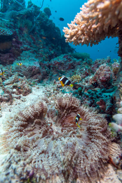 istock Yellowtail Clown Fish with Sea Anemone 643950196