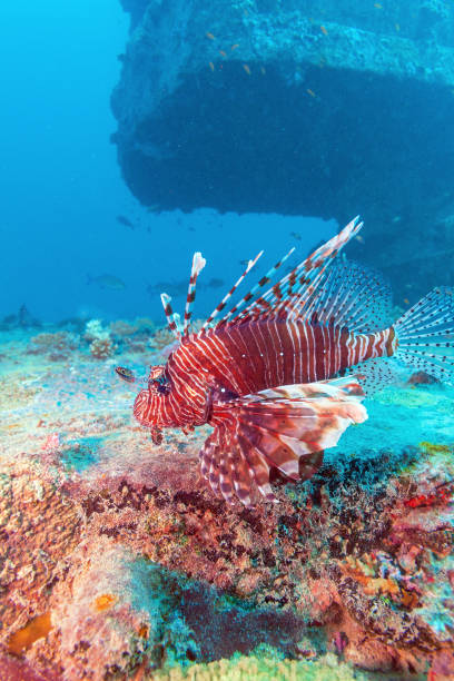 istock Dangerous Lion Fish near Shipwreck 643950216
