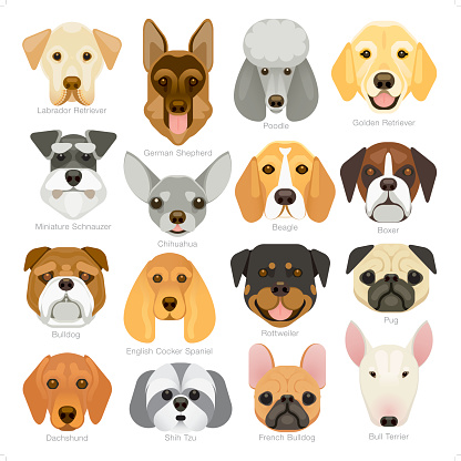 A set of 16 popular dog breeds icon in a simple geometrical style.