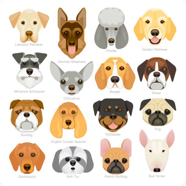 simple graphic popular dog breeds icon set A set of 16 popular dog breeds icon in a simple geometrical style. animal head illustrations stock illustrations