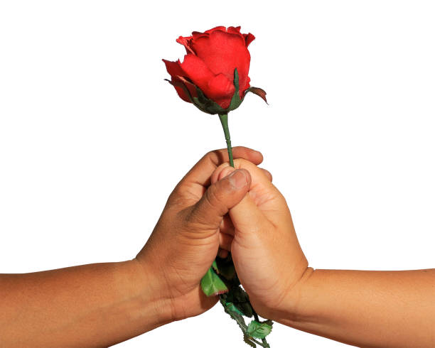 istock Give red rose on white background and clipping path , Valentine day idea 643956554