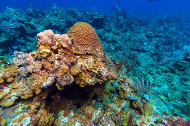 istock Underwater background with soft and hard corals, Cayo Largo 643956670