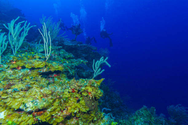 istock Colorfull reef and group of divers, Cayo Largo 643956696