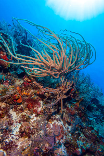 istock Sandy bottom of Caribbean sea with corals and fishes 643956708