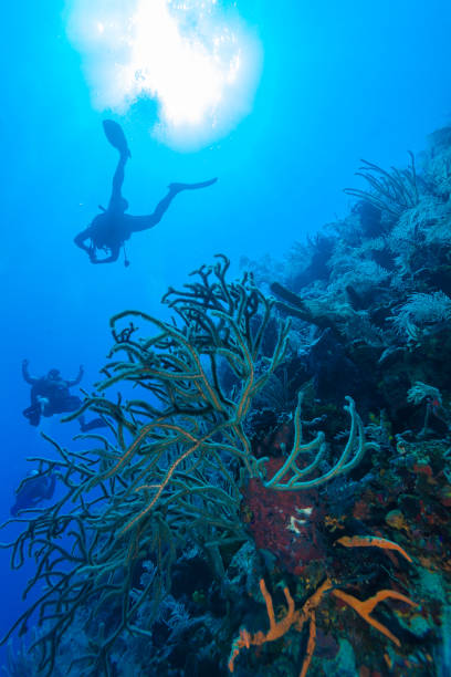 istock Colorfull reef and group of divers, Cayo Largo 643956712